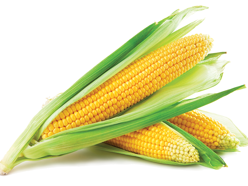 Купить семена кукурузы гибрид оптом