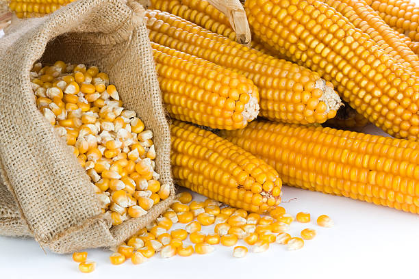 Созревшие семена кукурузы купить оптом