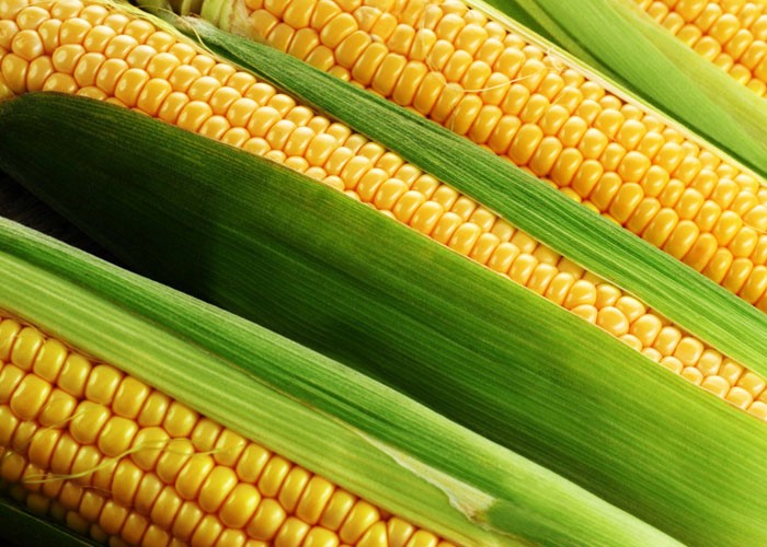 Семена кукурузы высшего качества - Ладожский