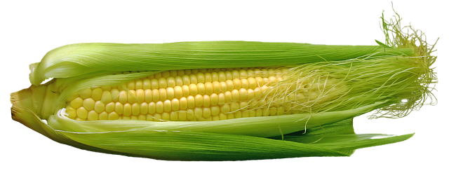 семена кукурузы оптом