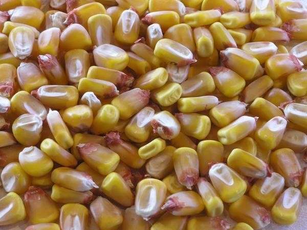 Семена гибридов кукурузы преимущества