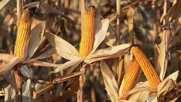 Семена кукурузы Монсанто преимущества