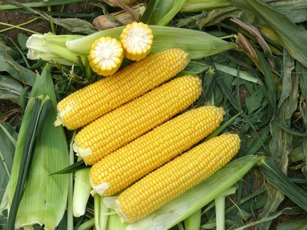 Купить семена гибридов кукурузы