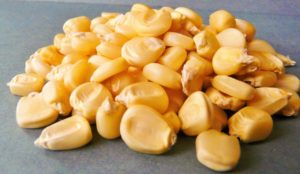 купить Семена кукурузы оптом Ладожский298 МВ
